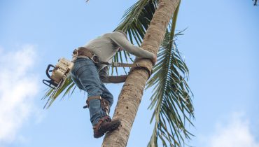 Lopez Tree Service Expert in tree